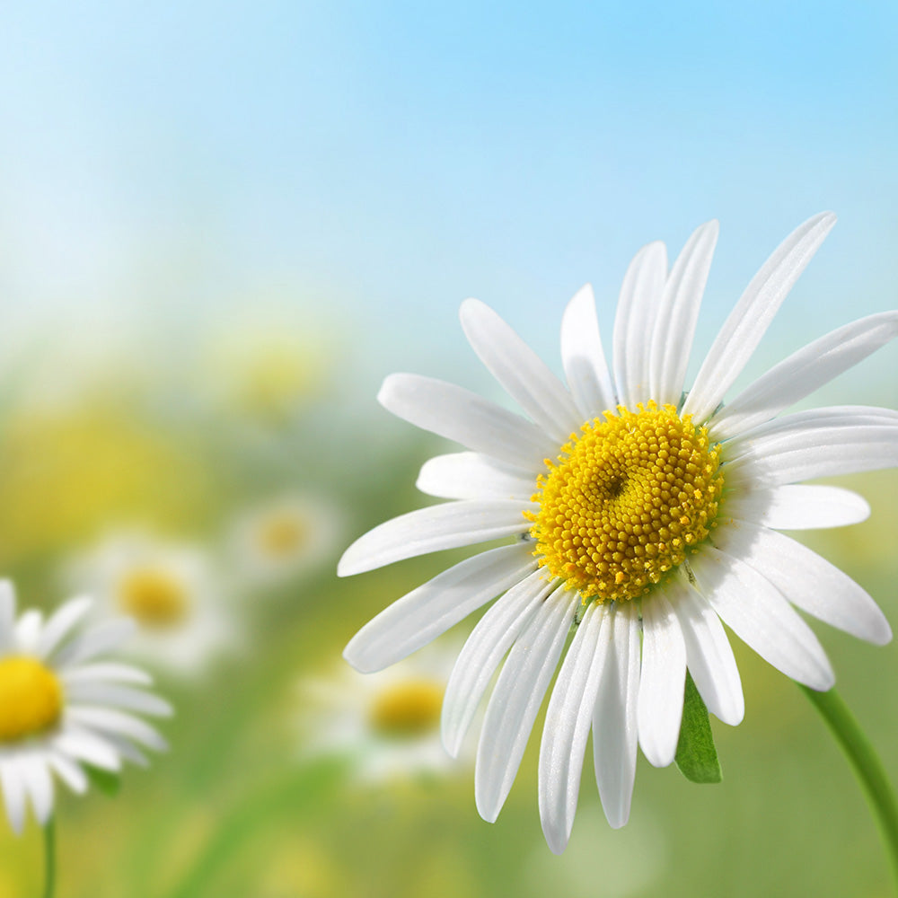 Gänseblümchen gegen Sommersprossen!